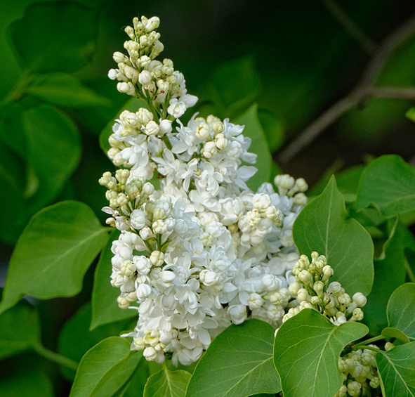 Сирень обыкновенная 'Мадам Казимир Перье' (белая)